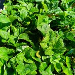 Jahoda ananásová - Pineberry (Fragaria × ananassa) ´SNOW WHITE´ - P9